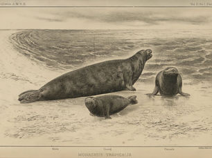 Vol. 4: Caribbean Monk Seals in the Florida Keys
