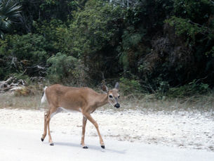 A small deer on a road.