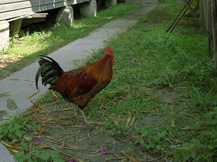 a chicken