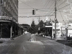 a pine tree in the middle of an intersection with a traffic light over it