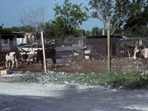 A chainlink fence with cows behind it.