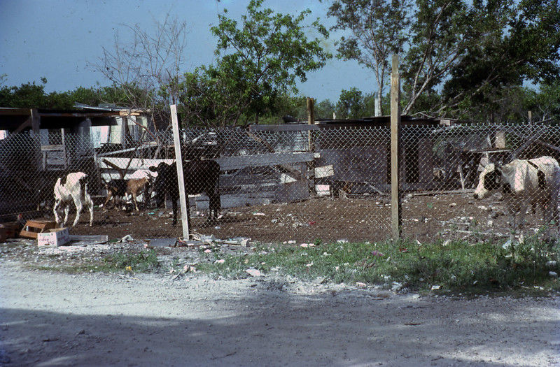 A chainlink fence with cows behind it.