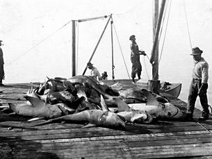 A large catch of sharks on a wooden platform with several men around it.