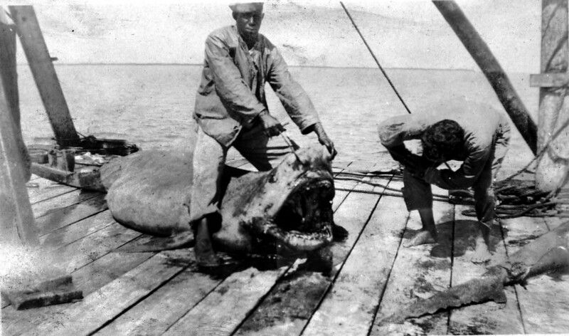 A person sitting on top of a shark holding its mouth open while another person looks inside.