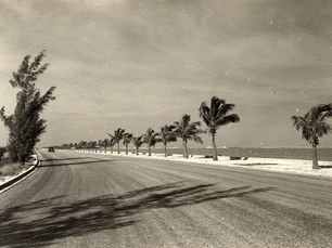A road lined with palm trees on a shoreline.
